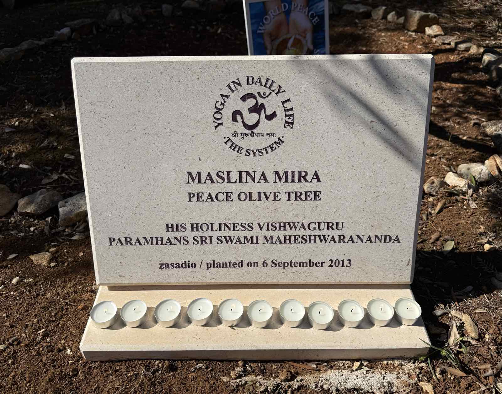 Maslina mira Duga Uvala 20 09 2026 c