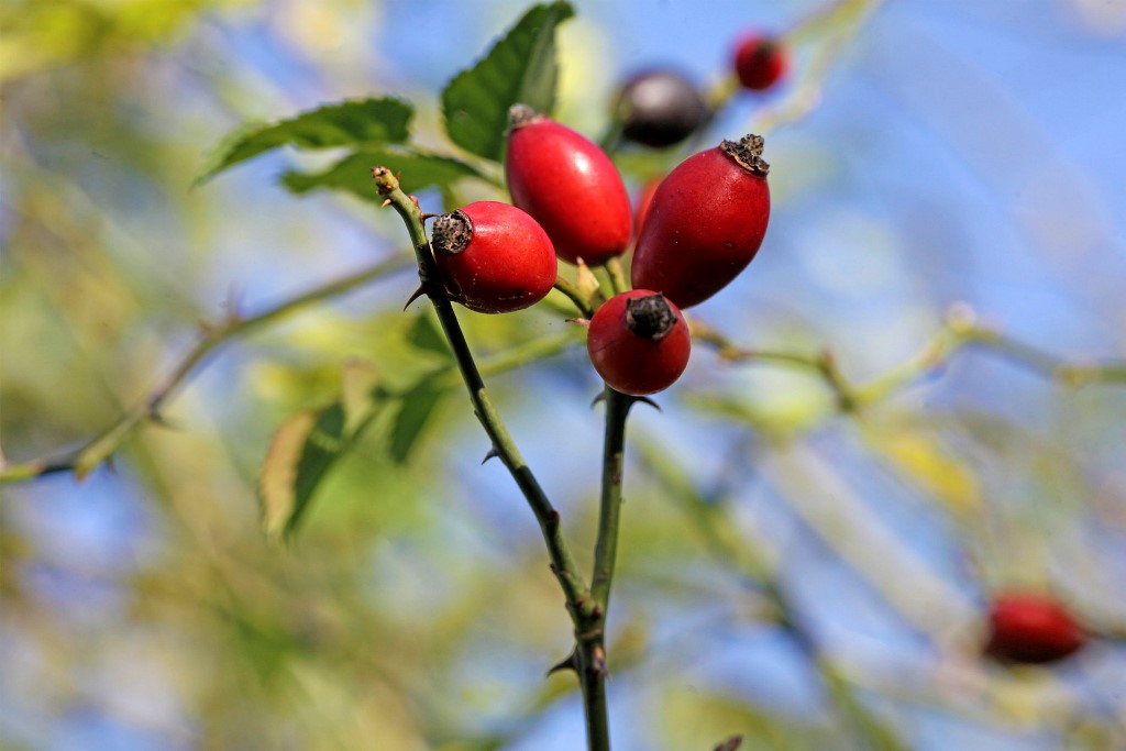 Autumn fruits